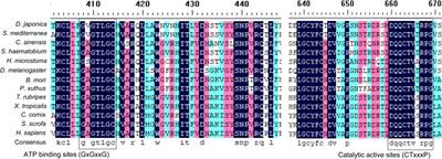 Identification of Autophagy-Related Gene 7 and Autophagic Cell Death in the Planarian Dugesia japonica